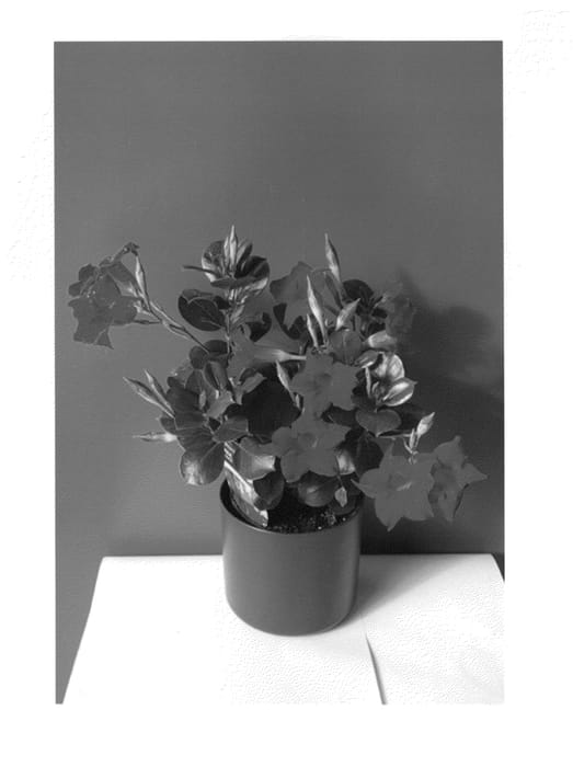 Figure 1 of US plant patent PP24075, the photograph of Laniowa printed in the patent.