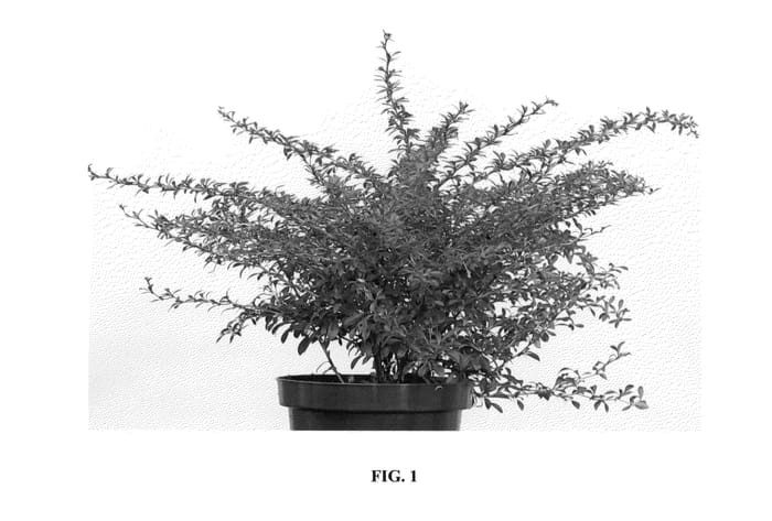 Figure 1 of US plant patent PP24076, the photograph of Orange Dream printed in the patent.