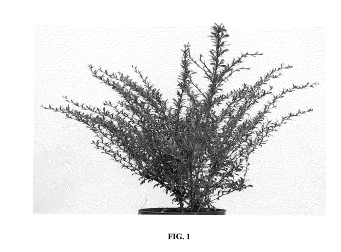Figure 1 of US plant patent PP24077, the photograph of Red Dream printed in the patent.