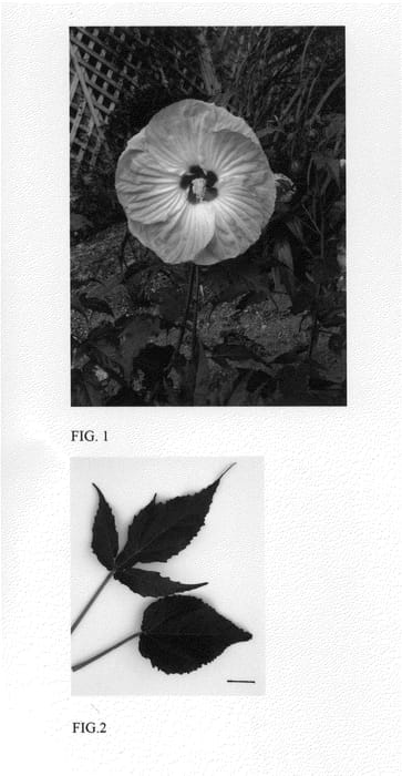 Figure 1 of US plant patent PP24078, the photograph of Tie Dye printed in the patent.