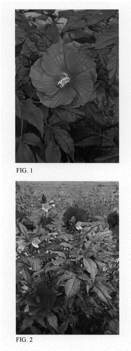 Figure 1 of US plant patent PP24079, the photograph of Midnight Marvel printed in the patent.
