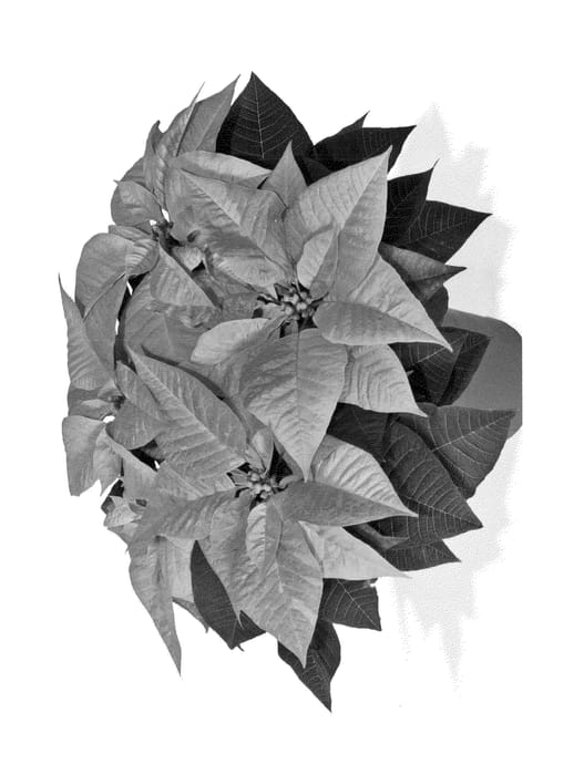 Figure 1 of US plant patent PP24080, the photograph of Duevikicin printed in the patent.