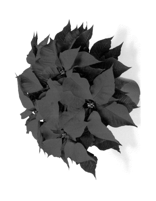 Figure 1 of US plant patent PP24081, the photograph of Dueprotege printed in the patent.
