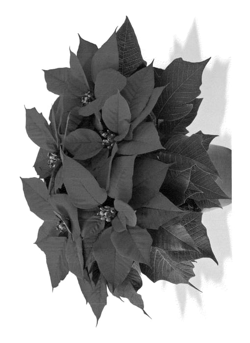 Figure 1 of US plant patent PP24082, the photograph of Dueimscearl printed in the patent.