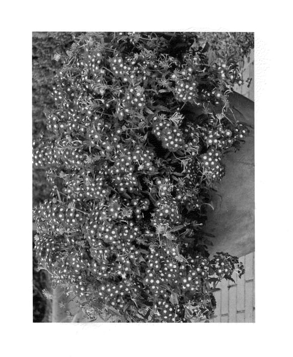 Figure 1 of US plant patent PP24083, the photograph of Duempbuc12 printed in the patent.