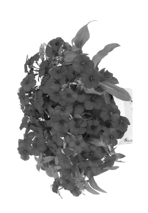 Figure 1 of US plant patent PP24084, the photograph of Duephlopu printed in the patent.