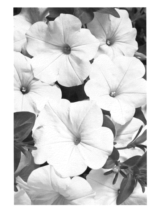 Figure 1 of US plant patent PP24085, the photograph of Duegpwi printed in the patent.