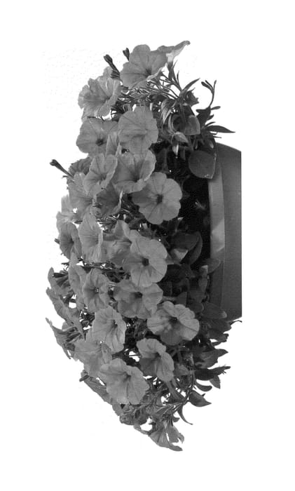 Figure 1 of US plant patent PP24086, the photograph of Duegpora printed in the patent.