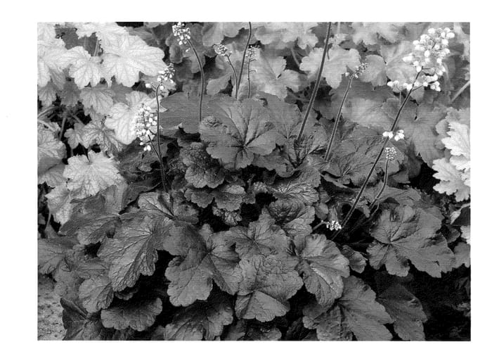 Figure 1 of US plant patent PP24087, the photograph of Creole Nights printed in the patent.