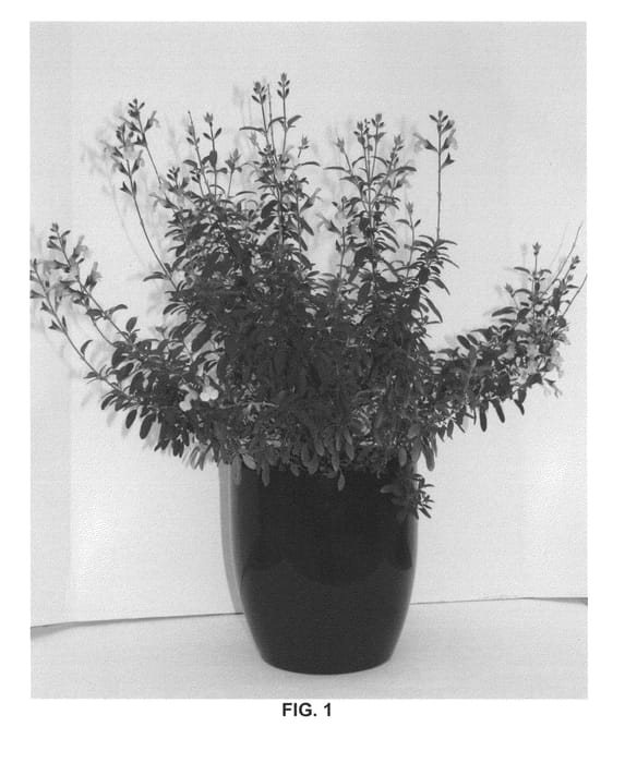 Figure 1 of US plant patent PP24088, the photograph of Fancy Dancer printed in the patent.