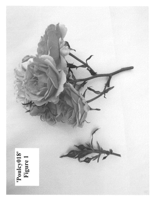 Figure 1 of US plant patent PP24089, the photograph of Poulcy018 printed in the patent.