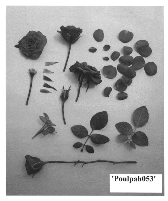 Figure 1 of US plant patent PP24090, the photograph of Poulpah053 printed in the patent.