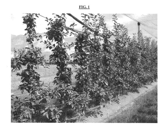 Figure 1 of US plant patent PP24091, the photograph of Gemini printed in the patent.