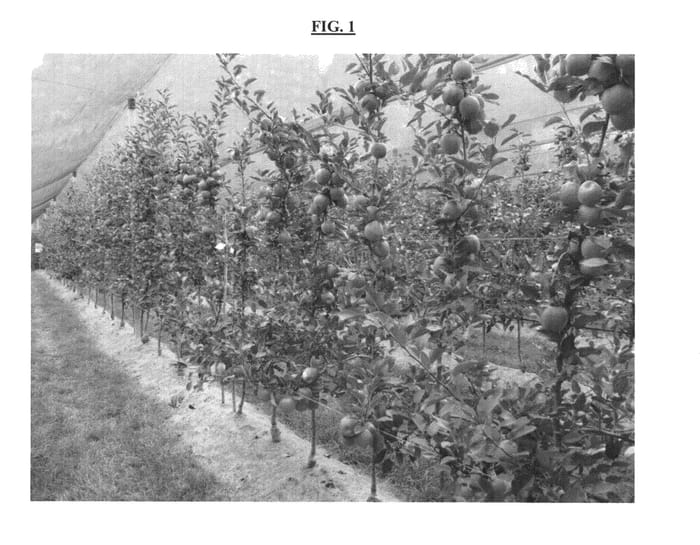Figure 1 of US plant patent PP24092, the photograph of Fujion printed in the patent.