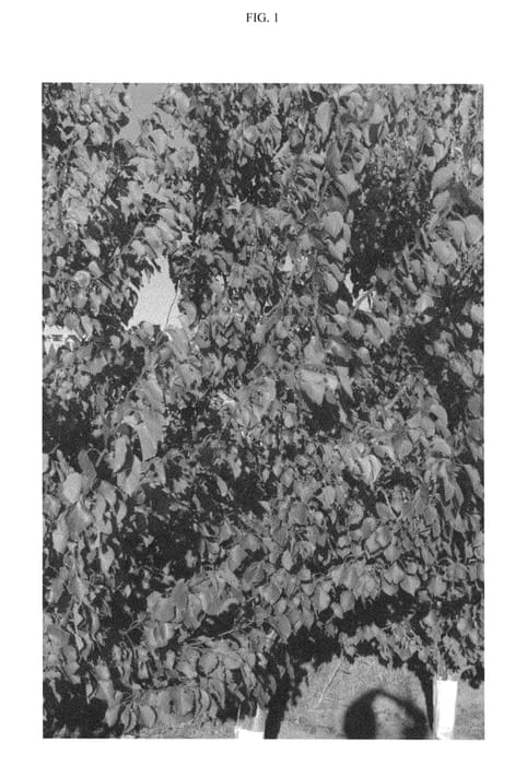Figure 1 of US plant patent PP24093, the photograph of ASFCOT0201 printed in the patent.