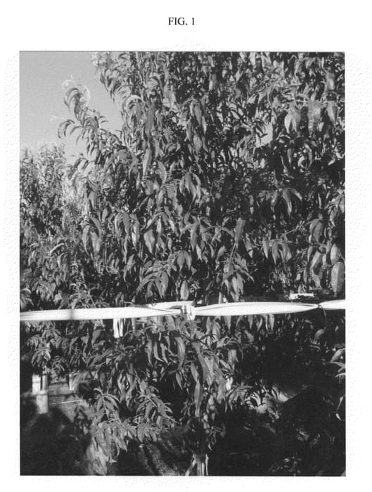 Figure 1 of US plant patent PP24094, the photograph of NECTAFUN printed in the patent.