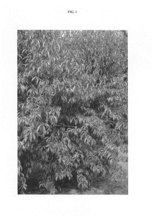 Figure 1 of US plant patent PP24095, the photograph of NECTAJULIE printed in the patent.