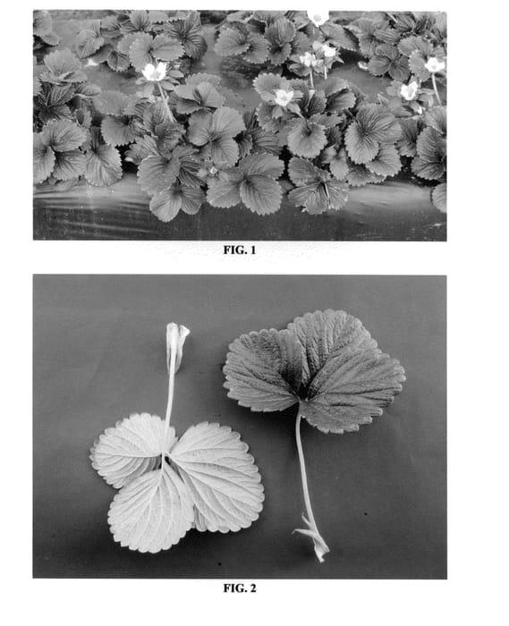 Figure 1 of US plant patent PP24096, the photograph of DrisStrawThirty printed in the patent.
