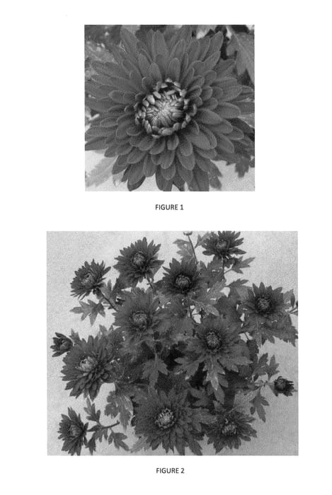 Figure 1 of US plant patent PP24097, the photograph of CIDZ0032 printed in the patent.
