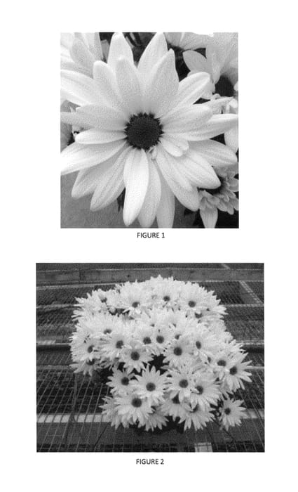 Figure 1 of US plant patent PP24098, the photograph of CIDZ0026 printed in the patent.