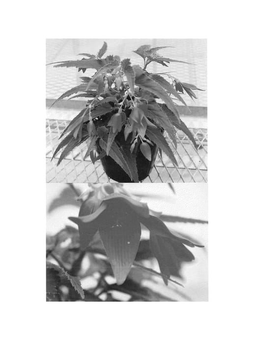 Figure 1 of US plant patent PP24099, the photograph of Sunjirapi printed in the patent.