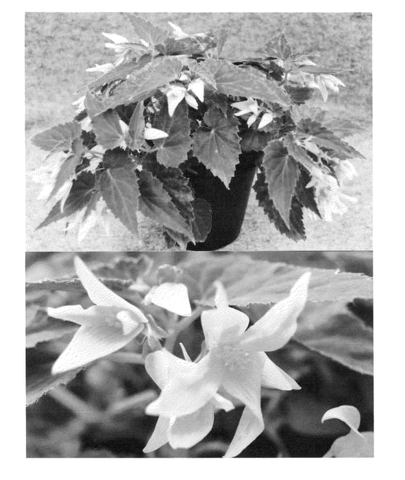 Figure 1 of US plant patent PP24100, the photograph of Sunjiraliki printed in the patent.