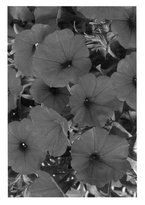 Figure 1 of US plant patent PP24101, the photograph of Duegpre printed in the patent.