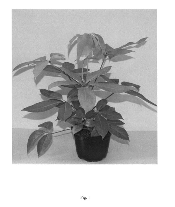 Figure 1 of US plant patent PP24102, the photograph of Amate Soleil printed in the patent.