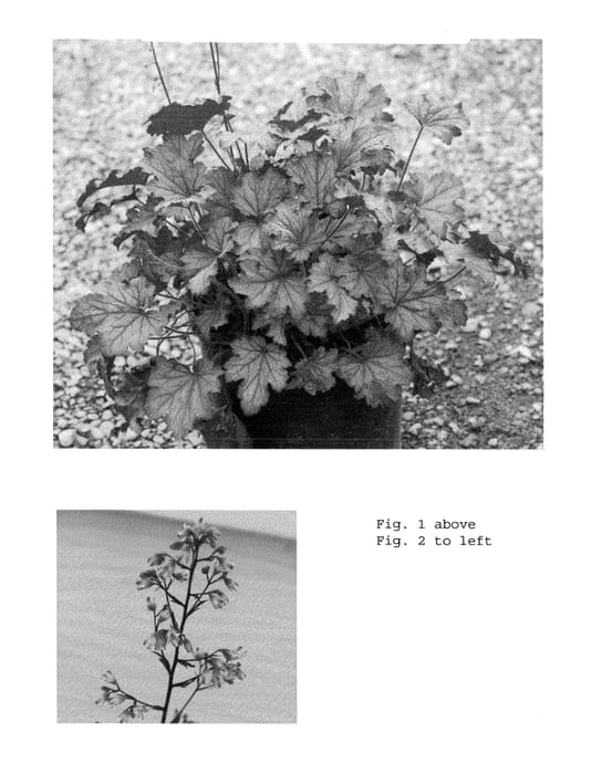 Figure 1 of US plant patent PP24103, the photograph of Spellbound printed in the patent.