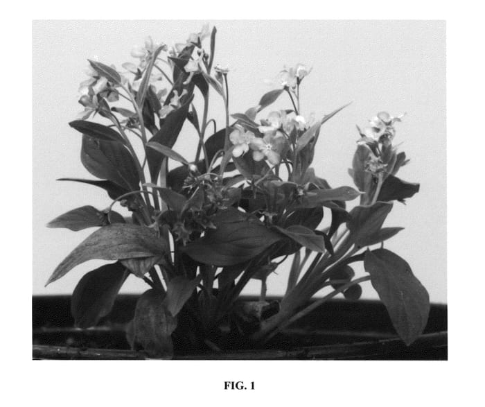 Figure 1 of US plant patent PP24104, the photograph of Blue Eyes printed in the patent.