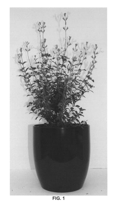 Figure 1 of US plant patent PP24105, the photograph of Lemon Light printed in the patent.