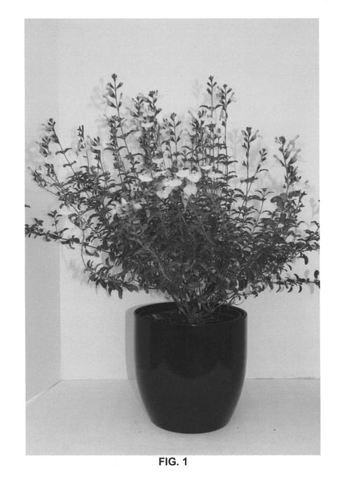 Figure 1 of US plant patent PP24106, the photograph of Autumn Moon printed in the patent.