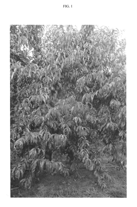Figure 1 of US plant patent PP24107, the photograph of CAKELOVE printed in the patent.