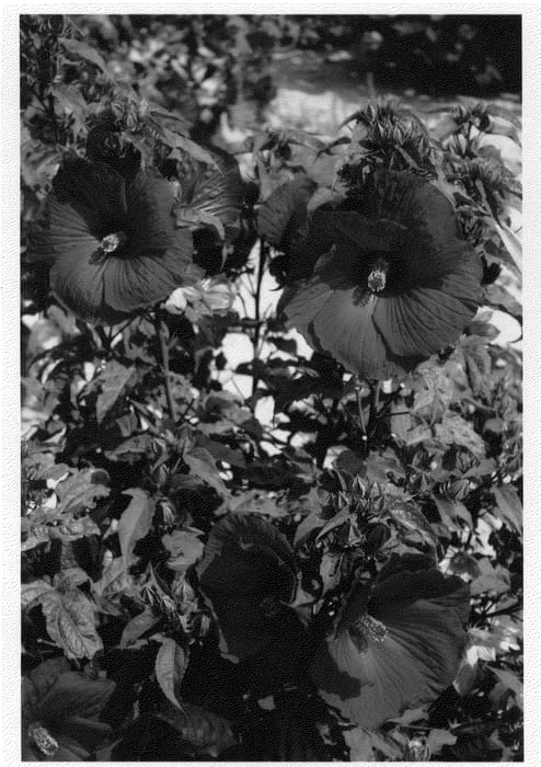 Figure 1 of US plant patent PP24108, the photograph of My Valentine printed in the patent.