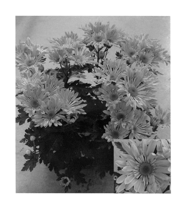 Figure 1 of US plant patent PP24109, the photograph of CIDZ0035 printed in the patent.