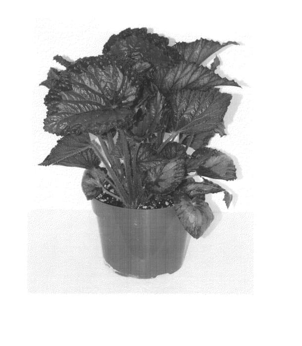 Figure 1 of US plant patent PP24110, the photograph of BRXBR15-0 printed in the patent.