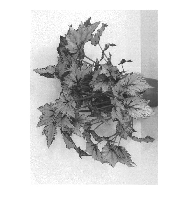 Figure 1 of US plant patent PP24111, the photograph of BRXSI13-0 printed in the patent.