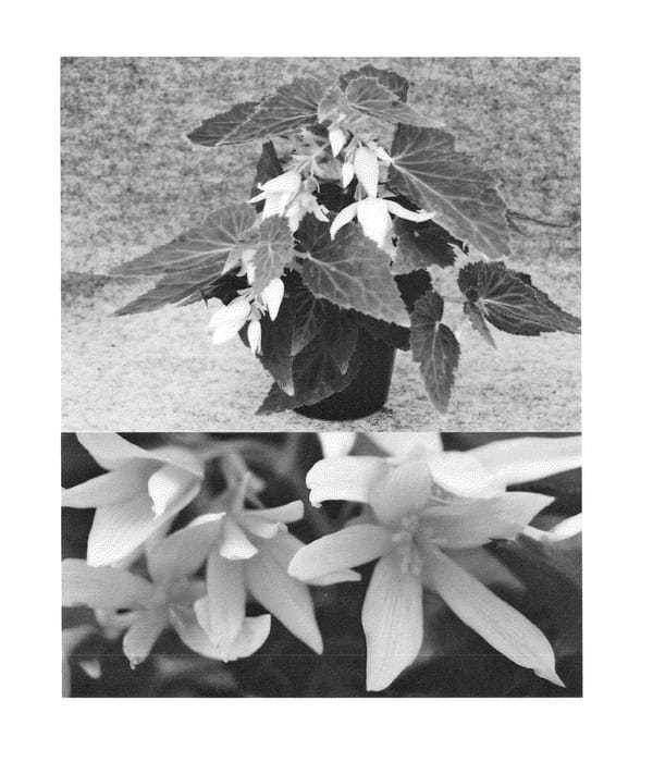 Figure 1 of US plant patent PP24112, the photograph of Sunjiracrem printed in the patent.
