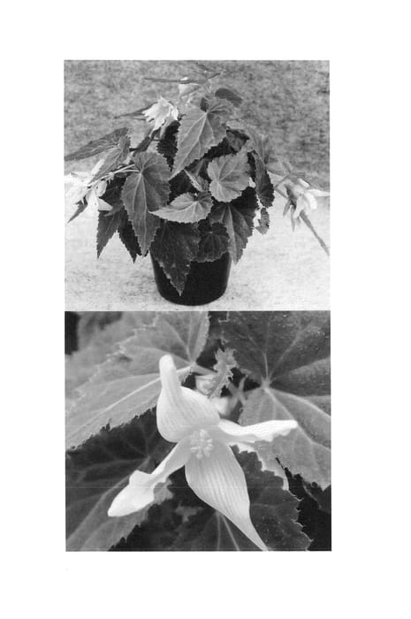 Figure 1 of US plant patent PP24113, the photograph of Sunjirayel printed in the patent.