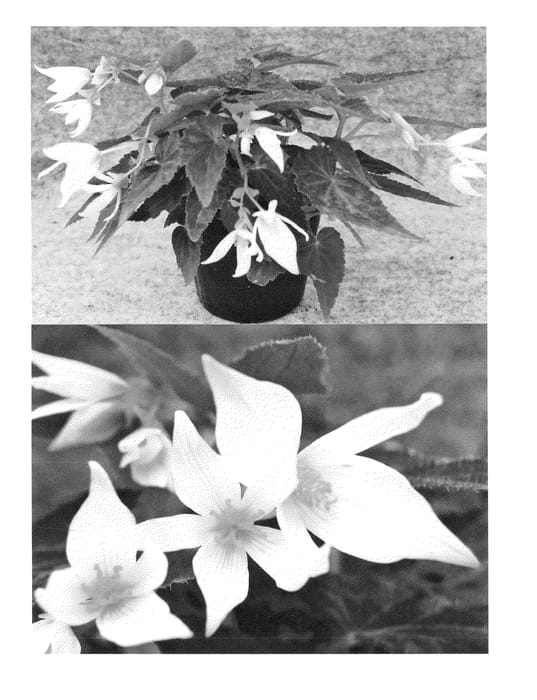 Figure 1 of US plant patent PP24114, the photograph of Sunjiraho printed in the patent.