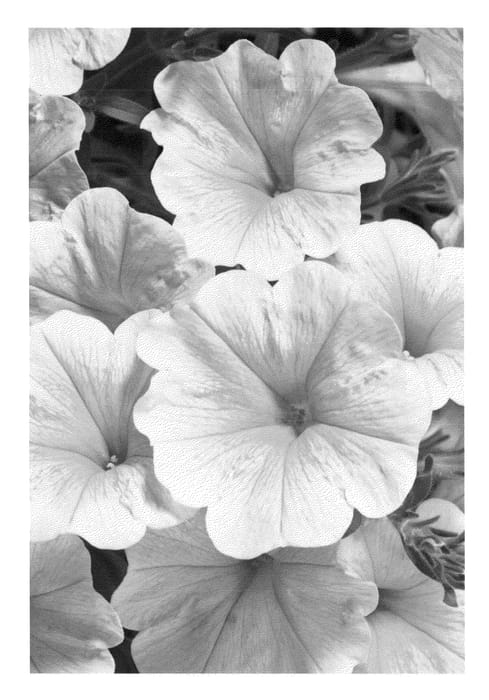 Figure 1 of US plant patent PP24115, the photograph of Duegpyel printed in the patent.