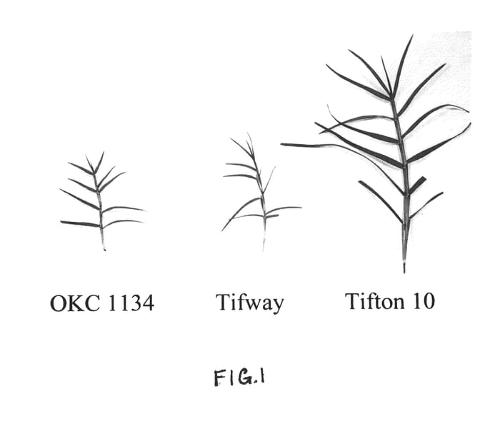 Figure 1 of US plant patent PP24116, the photograph of Northbridge Turf Bermudagrass printed in the patent.