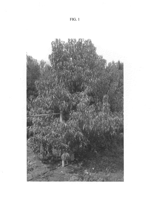 Figure 1 of US plant patent PP24117, the photograph of NECTADIVA printed in the patent.