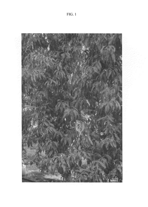 Figure 1 of US plant patent PP24118, the photograph of NECTASIA printed in the patent.