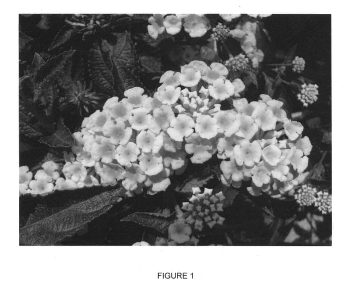 Figure 1 of US plant patent PP24119, the photograph of Apricot Sunrise printed in the patent.