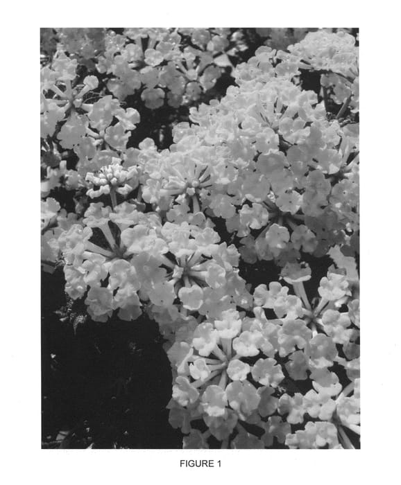 Figure 1 of US plant patent PP24120, the photograph of Sunset Orange printed in the patent.