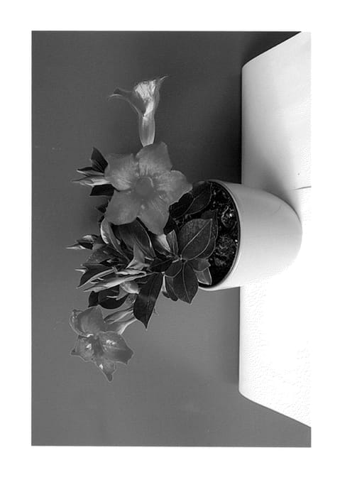 Figure 1 of US plant patent PP24121, the photograph of Lanmontana printed in the patent.