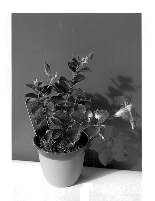 Figure 1 of US plant patent PP24122, the photograph of Lannevada printed in the patent.