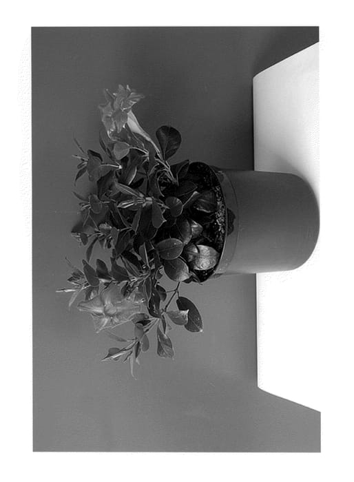 Figure 1 of US plant patent PP24123, the photograph of Lanoregon printed in the patent.