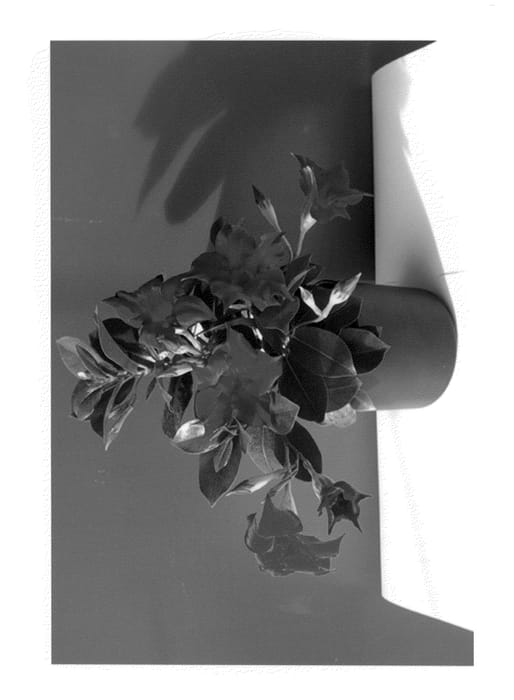 Figure 1 of US plant patent PP24124, the photograph of Lanidaho printed in the patent.